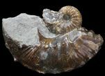 Iridescent Hoploscaphites Ammonite - South Dakota #44023-1